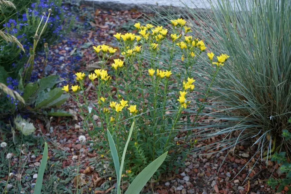 zlatý len (Linum flavum)