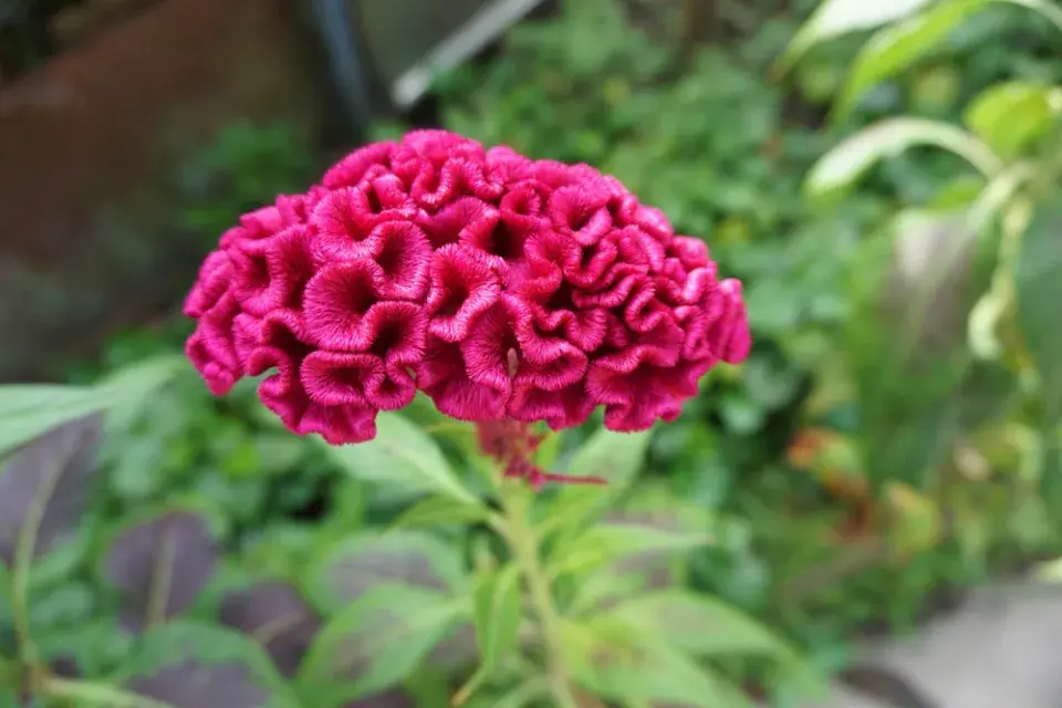 Nevadlec (Celosia)