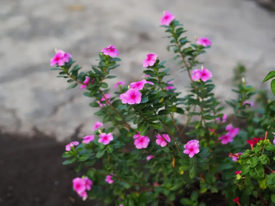 barvínkovec růžový (Catharanthus roseus)