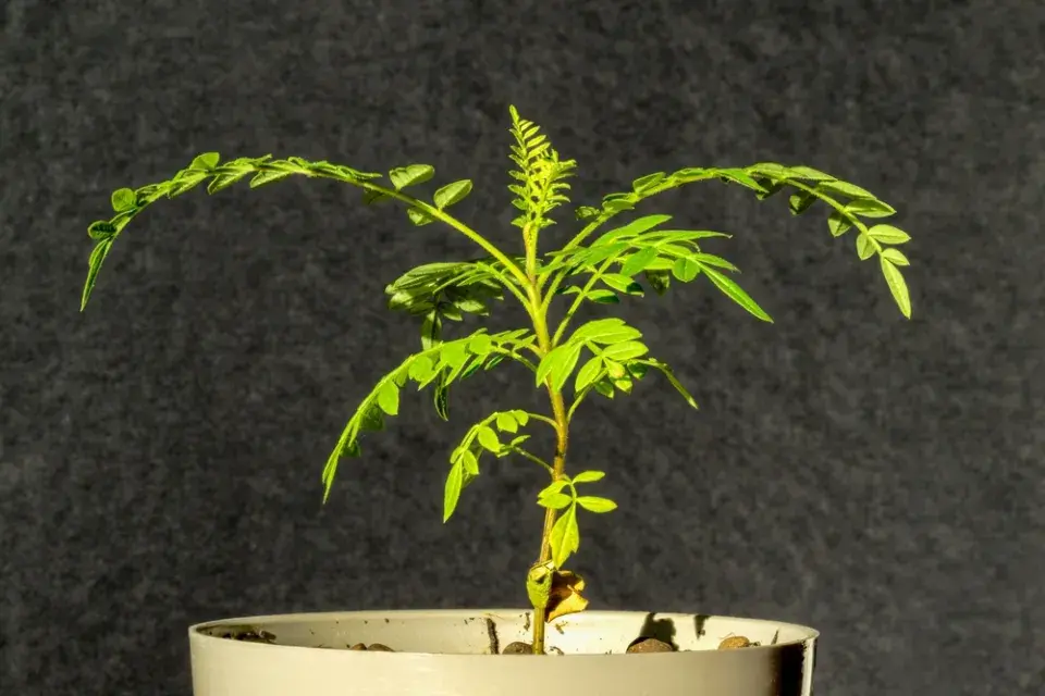 Žakaranda mimózolistá (Jacaranda mimosifolia)