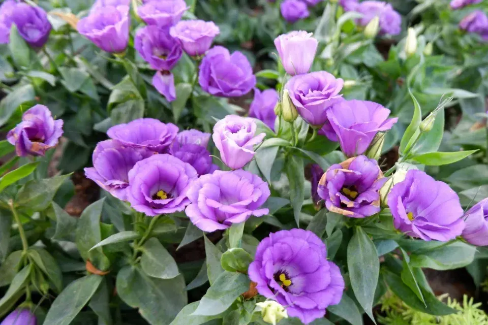 eustoma