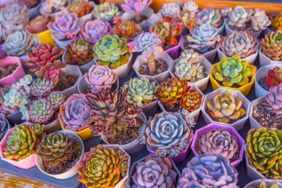 Dužnatka neboli echeveria