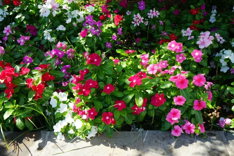 barvínkovec růžový (Catharanthus roseus)