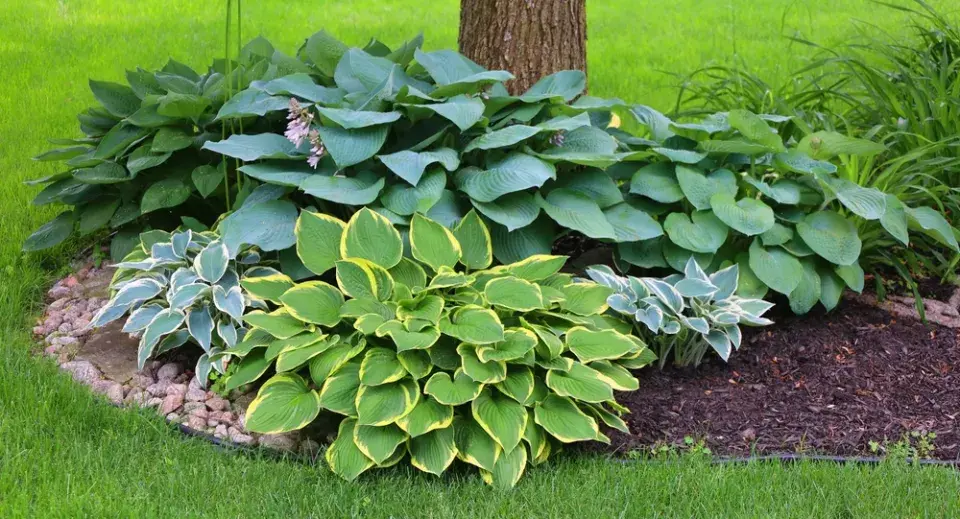 Hosta neboli bohyška