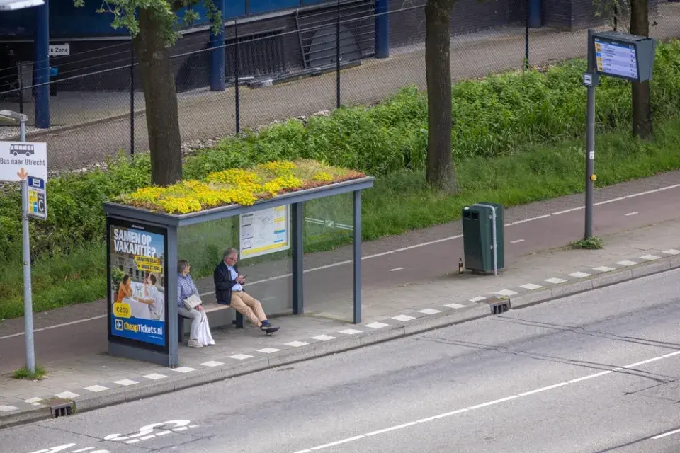 Zelená střecha a rostliny, které jí nejvíc sluší