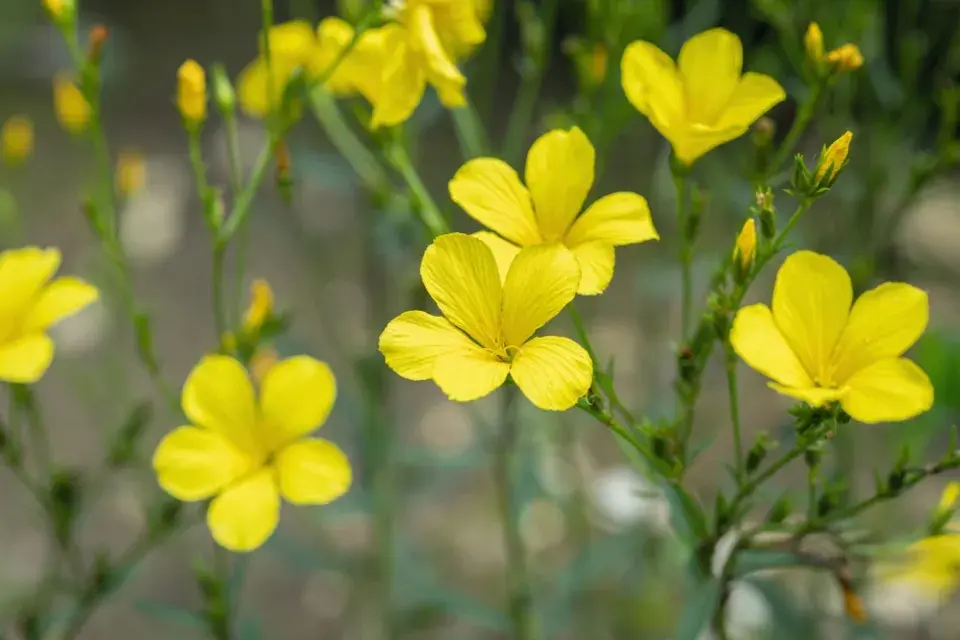 zlatý len (Linum flavum)