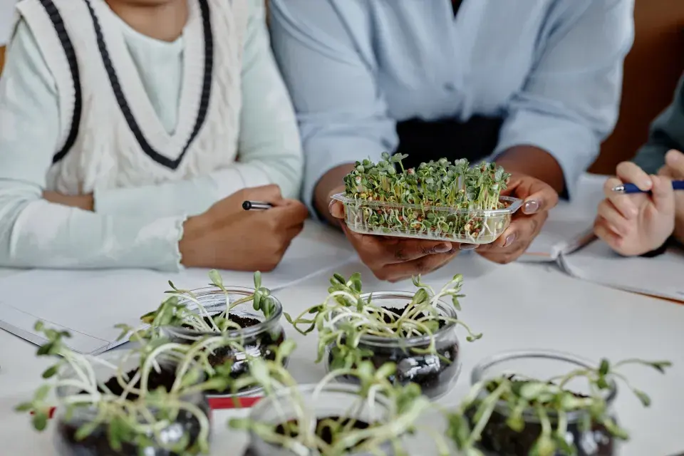 Microgreens