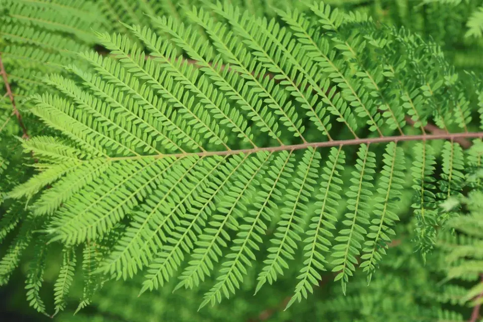 Žakaranda mimózolistá (Jacaranda mimosifolia)