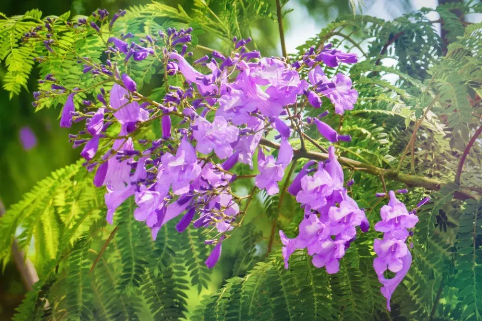 Žakaranda mimózolistá (Jacaranda mimosifolia)