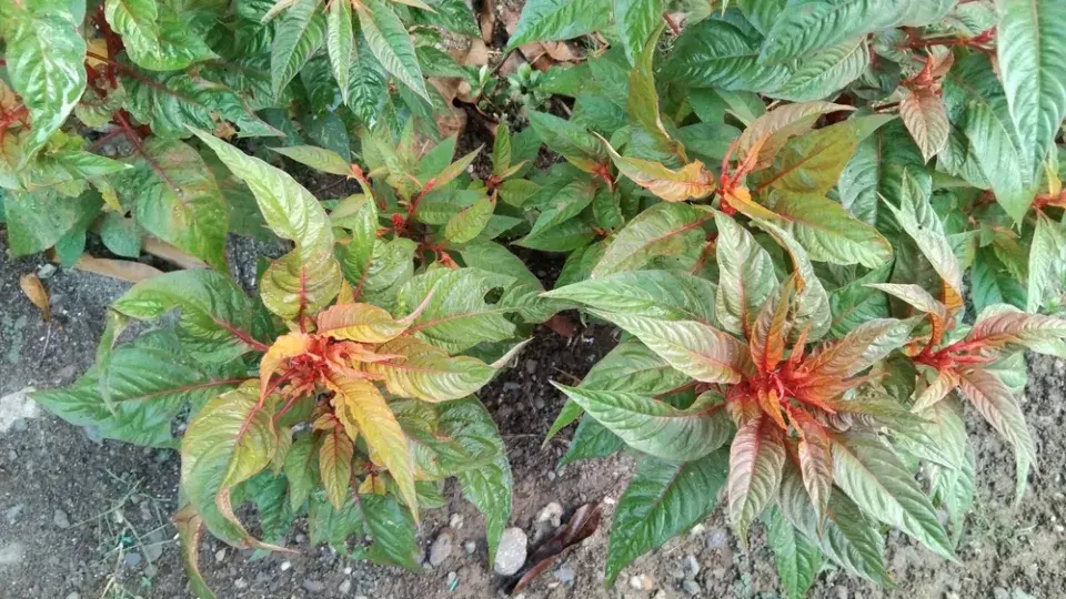 Nevadlec (Celosia) 