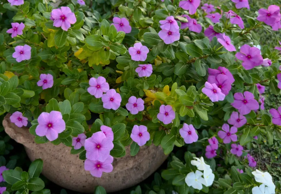 barvínkovec růžový (Catharanthus roseus)