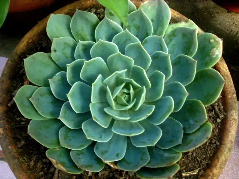 Dužnatka neboli echeveria
