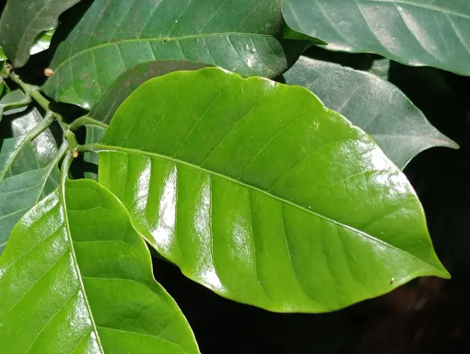 Coffea arabica 