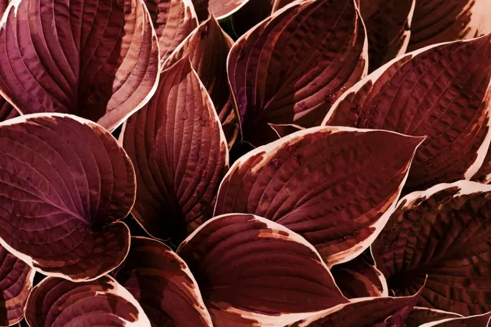 Hosta s rudými listy