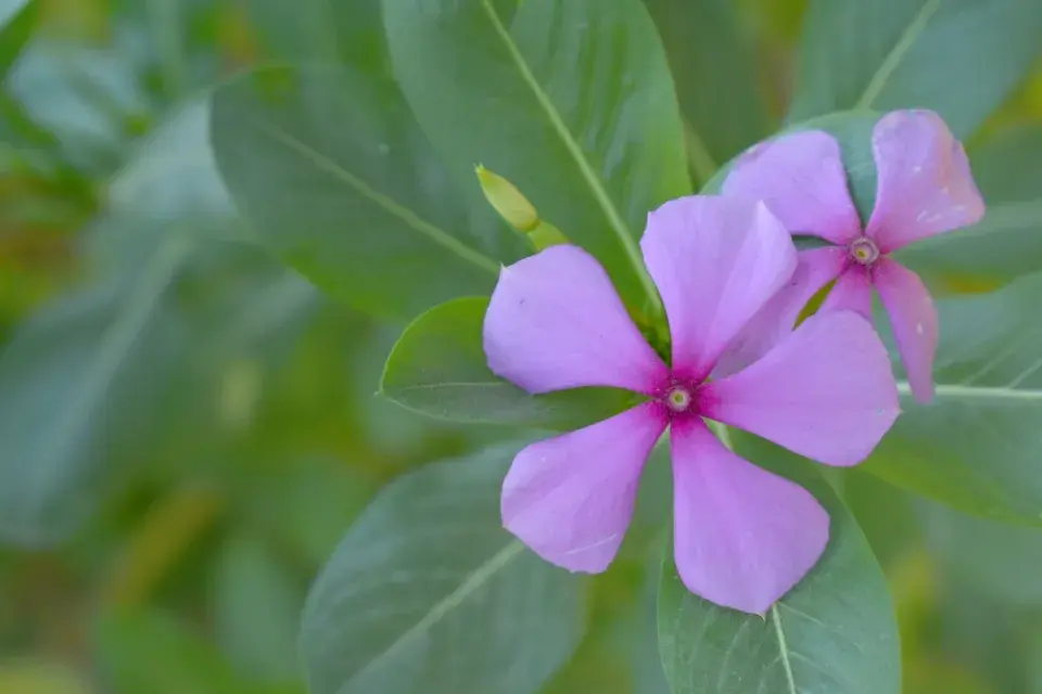 barvínkovec růžový (Catharanthus roseus)