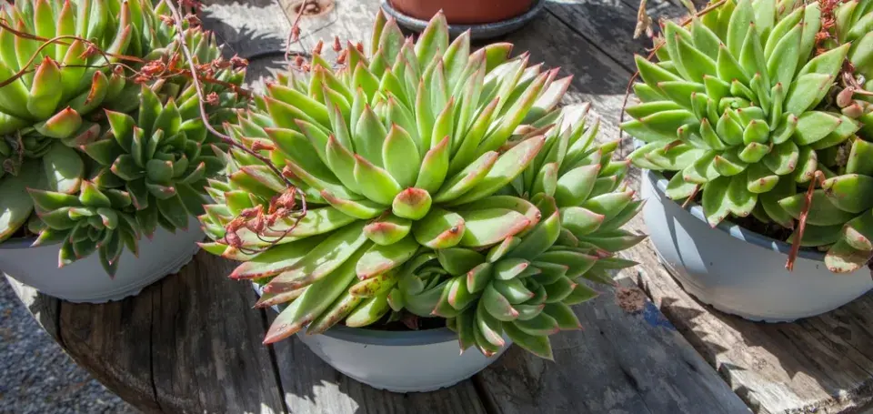 Dužnatka neboli echeveria
