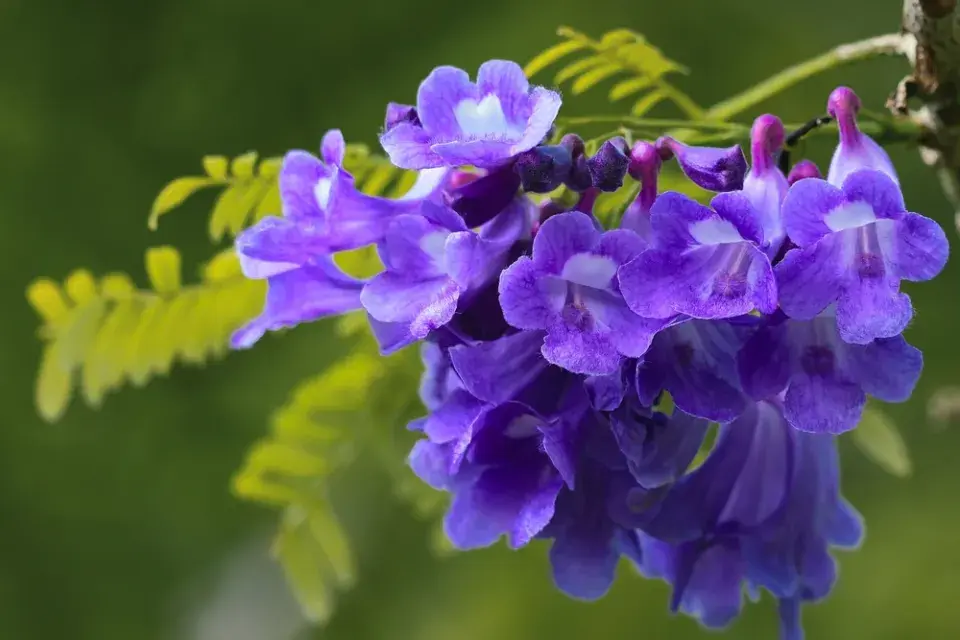 Žakaranda mimózolistá (Jacaranda mimosifolia)