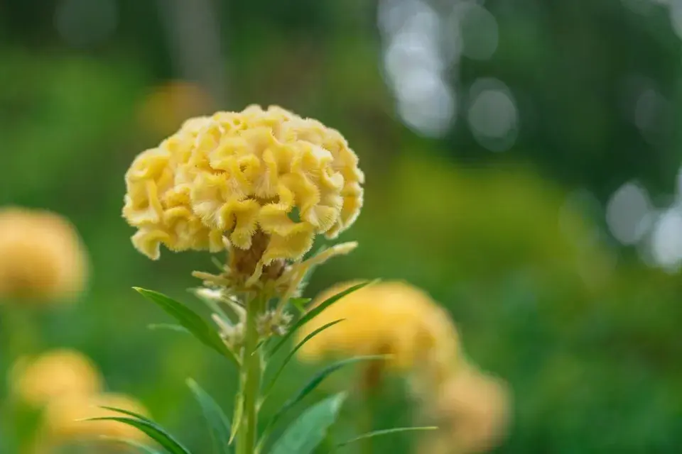 Nevadlec (Celosia)