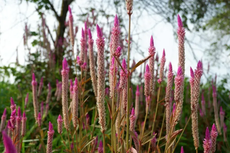 Nevadlec (Celosia)