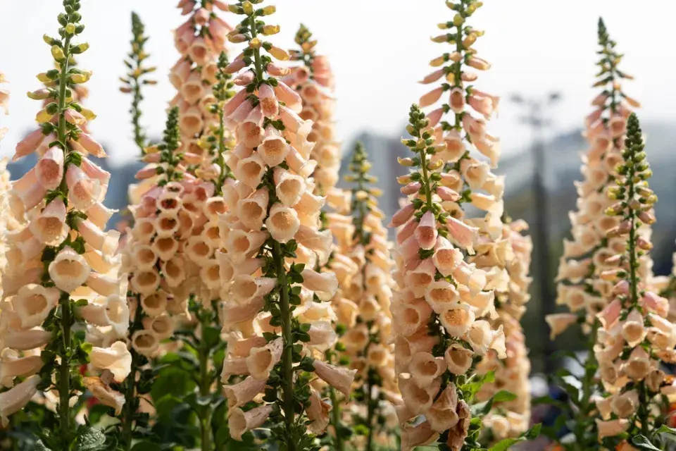 Náprstník červený (Digitalis purpurea)