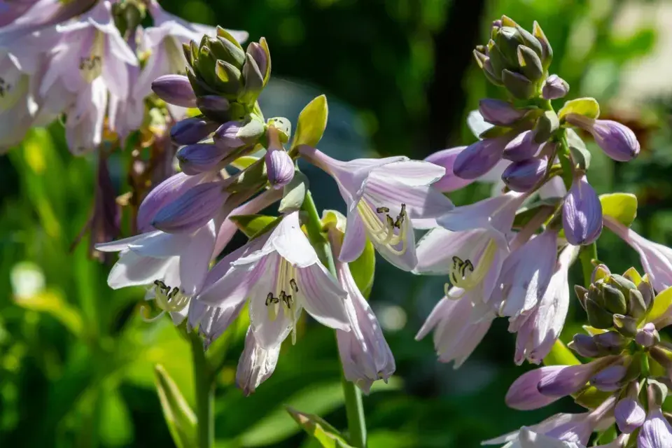 Hosta také krásně kvete