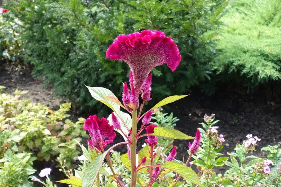 Nevadlec (Celosia) 