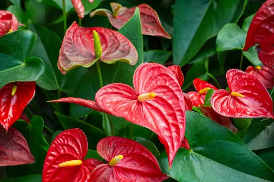 Anturie (Anthurium)