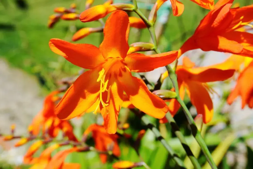 Montbrécie (Crocosmia)