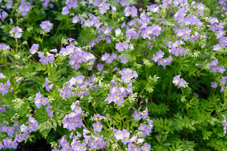 Jirnice (Polemonium)