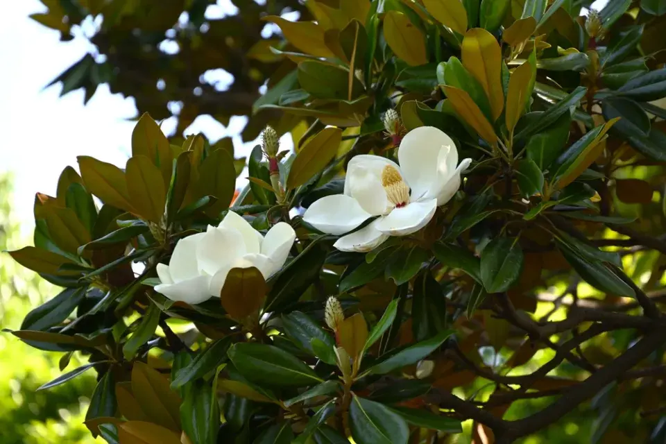 Magnólie velkokvětá (Magnolia grandiflora)