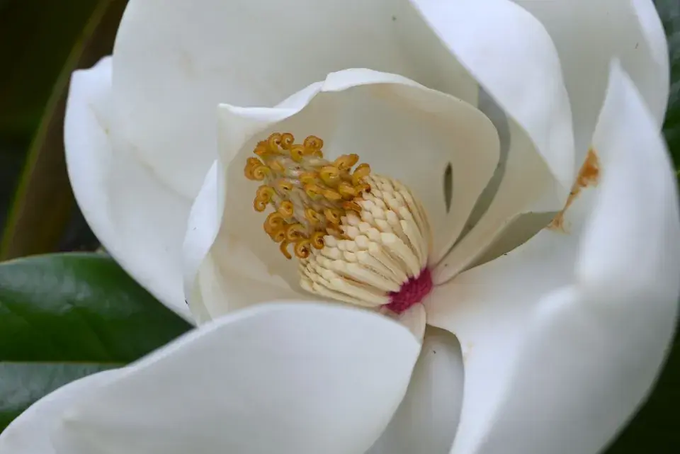 Magnólie velkokvětá (Magnolia grandiflora)