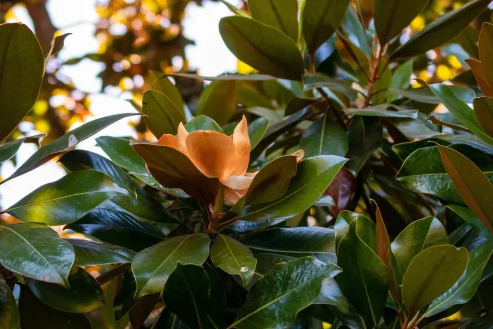 Magnólie velkokvětá (Magnolia grandiflora)
