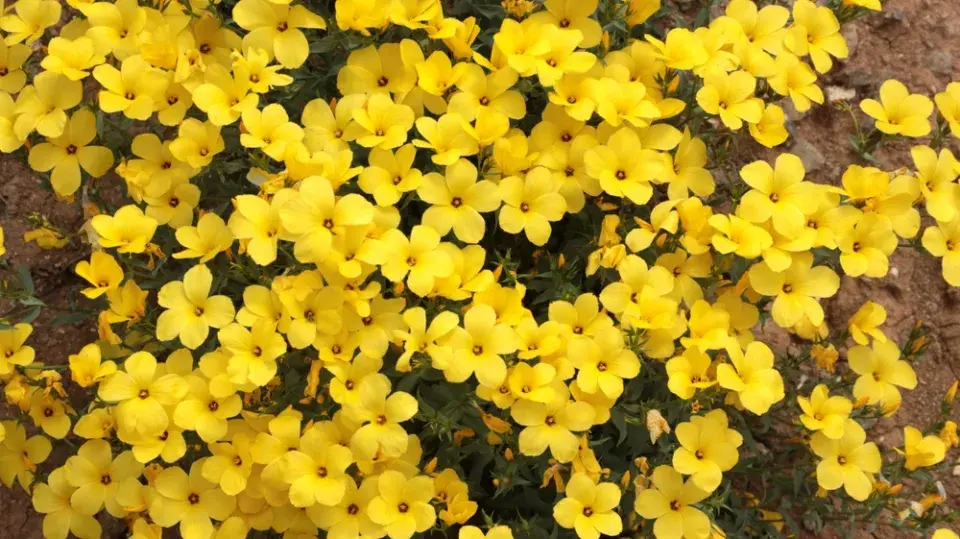 zlatý len (Linum flavum)