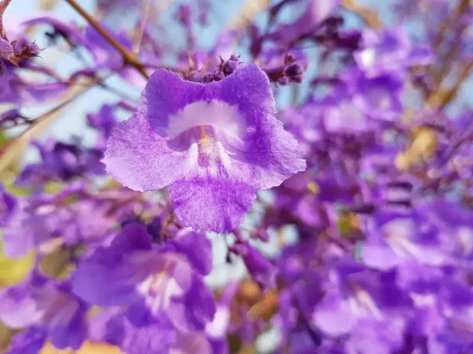 Žakaranda mimózolistá (Jacaranda mimosifolia)