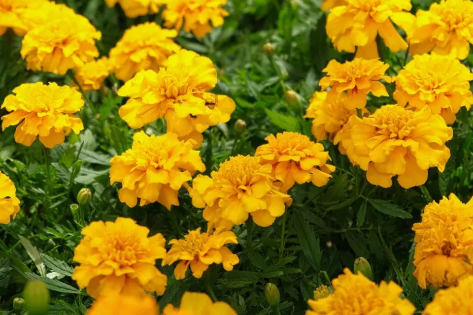 Afrikán rozkladitý (Tagetes patula)