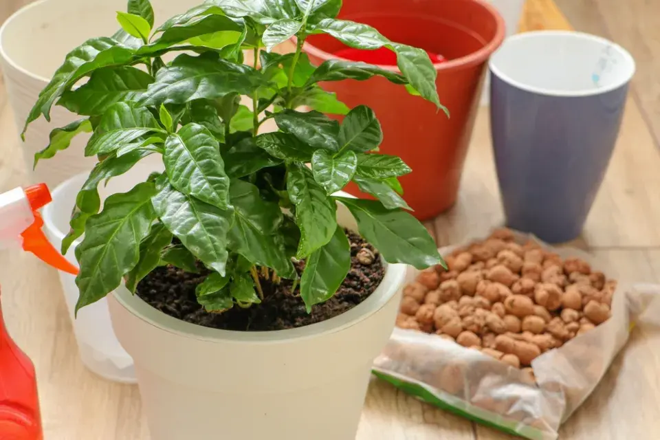 Coffea arabica 