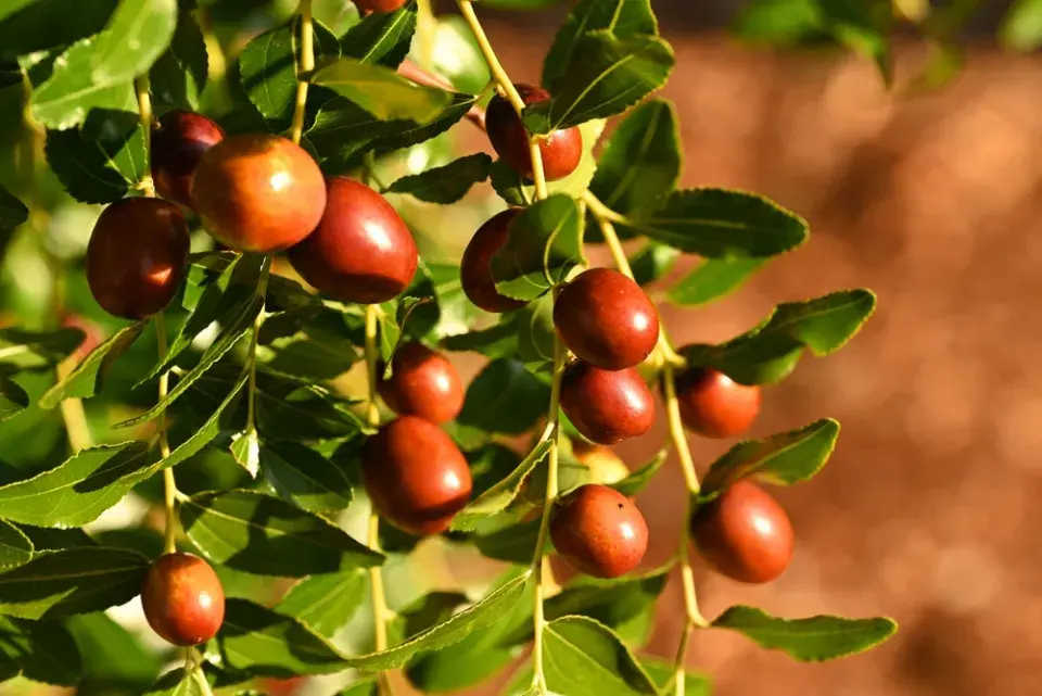 Jujuba