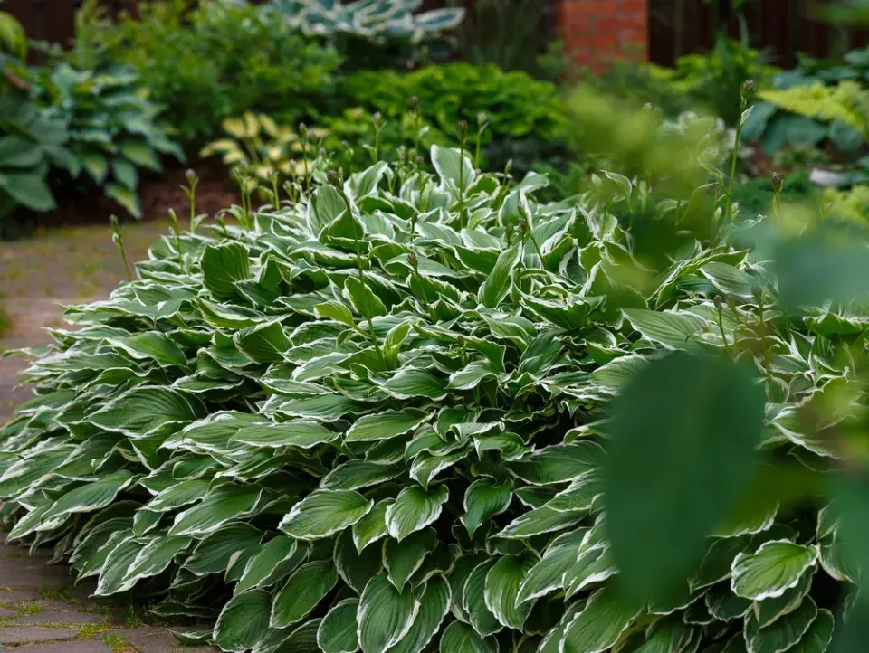 Bíle panašovaná hosta