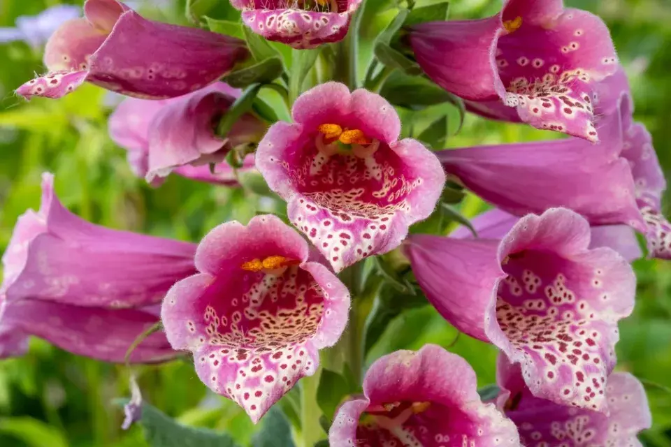 Náprstník červený (Digitalis purpurea)