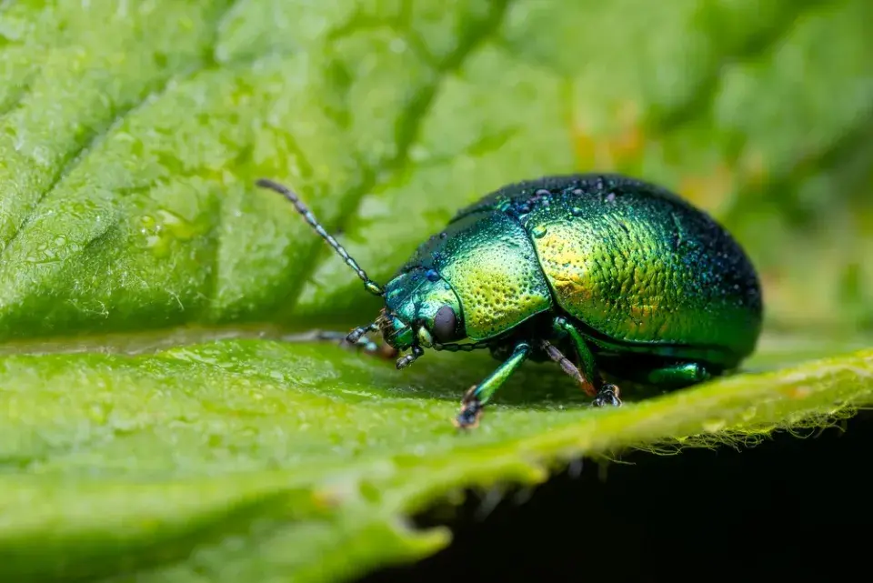 Mandelinka mátová (Chrysolina herbacea) 