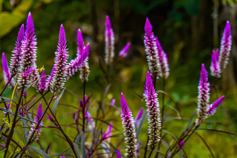 Nevadlec (Celosia)