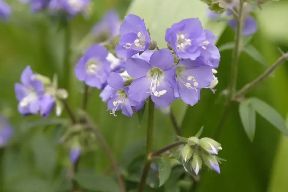 Jirnice (Polemonium) 