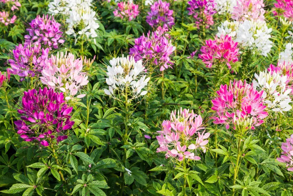 Luštěnice trnitá (Cleome spinosa)