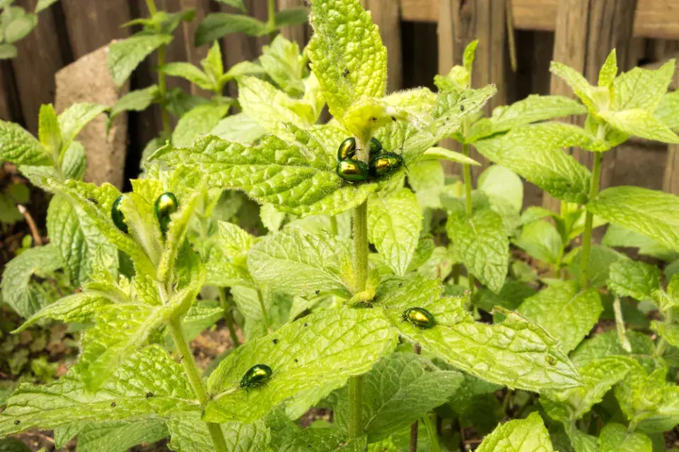 Mandelinka mátová (Chrysolina herbacea) 