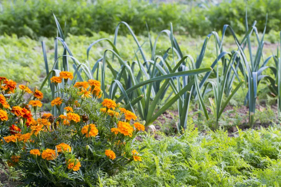 afrikán (Tagetes)
