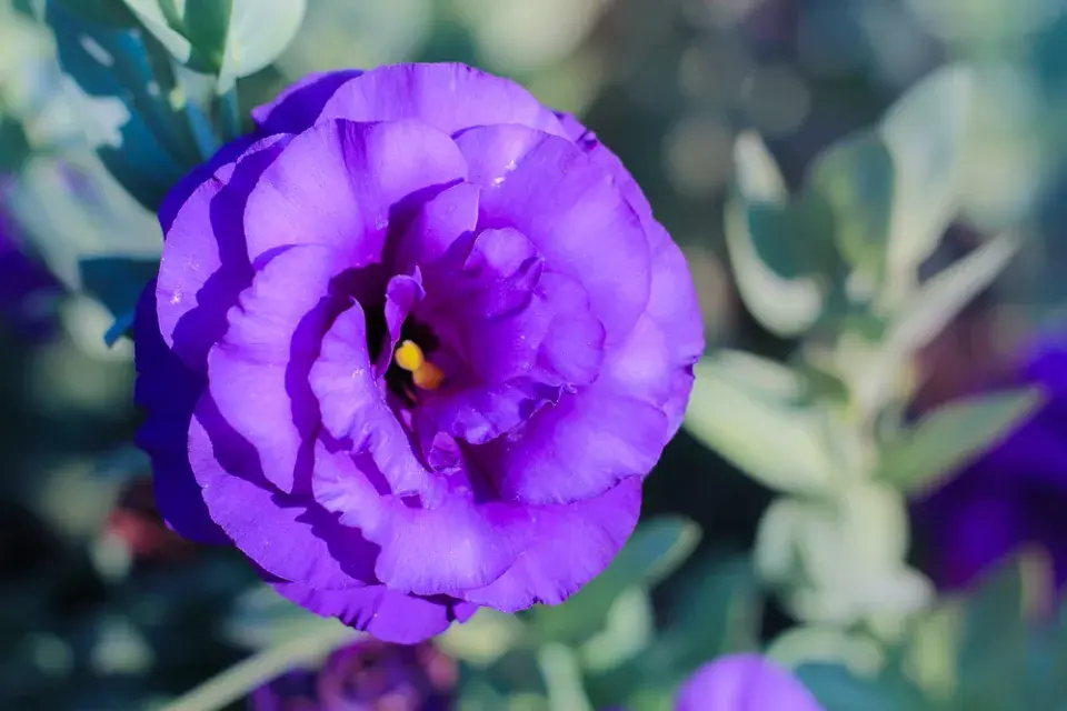 eustoma
