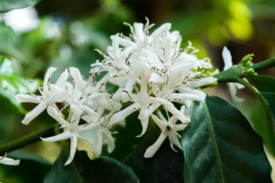 Coffea arabica 