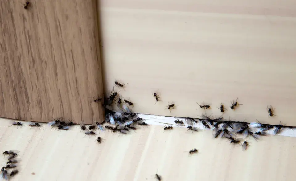 Pasti na mravence, nejlepší místa pro umístění i jednoduchý domácí návod