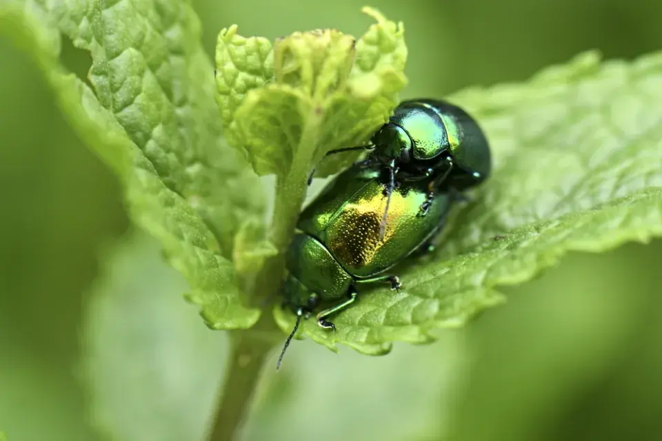 Mandelinka mátová (Chrysolina herbacea) 