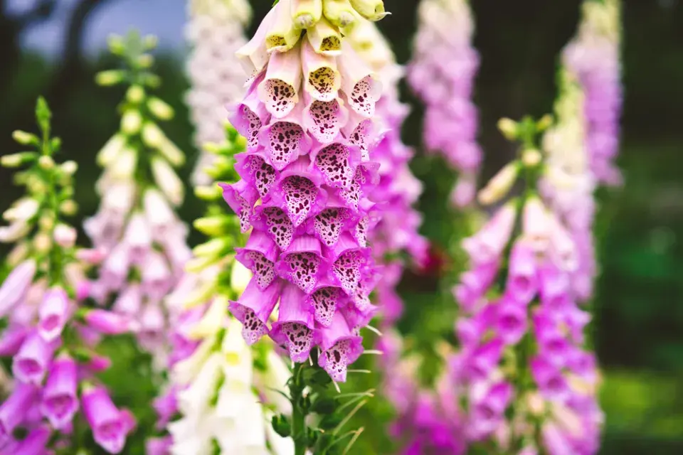 Náprstník červený (Digitalis purpurea)